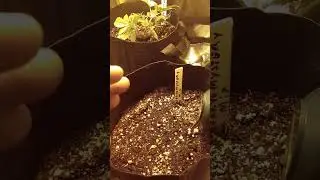 Bud Grower Tent for Beginners