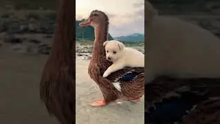 dick and cute dog 😂🥰#dog #shortvideo #funny
