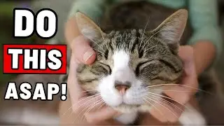 If You Rub Your Cat&rsquo;s CHEEKS Every Day, THIS Will Happen