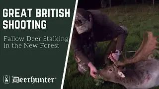 Fallow Deer Stalking in the New Forest