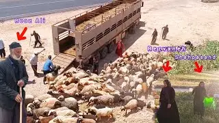 Nomadic migration: Journey to the cold world (Yilaq)