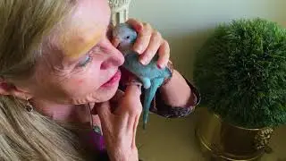 Fly Babies Aviary - Free Shipping - Devonne H - Completely Tame