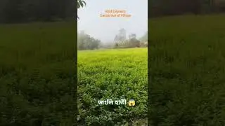 Jungli Hati at Village l Wild Elephants entered Village at Lankal The Gram View