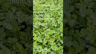 SR Natural Remedies | Food Medicine | Ayurveda Recipes | Kitchen Health Secrets | Fenugreek Day61
