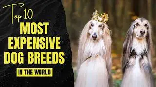 Топ-10 самых дорогих пород собак в мире 💰🐕