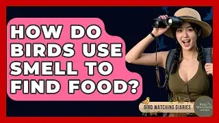 How Do Birds Use Smell To Find Food? - Bird Watching Diaries