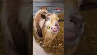 Goats Pick Up Accents Like We Do #shorts #Goats #accent