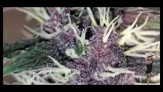 BRUCE BANNER Auto Strain,  Closer Look 👀 , Week 8 ( Governor 420 ) Tv420 📺