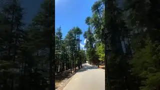 usho forest Kalam Valley Swat KPK Pakistan #pakistan #travel #india #usa #nature #europe #africa