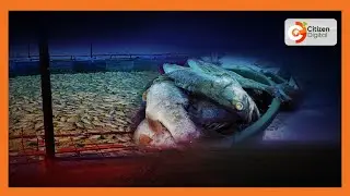 Fish at Dunga Beach die of suspected suffocation