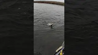 Spotted Seatrout Catch #saltwaterfishing #floridabigbend #kayakfishing #oldtownsportsman #seatrout