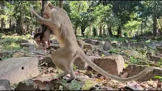 Watch videos of the young mother monkey Elpida and baby monkey Evian looks at adorable