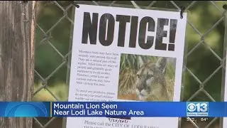 Mountain Lion Spotted Near Lodi Lake Nature Area