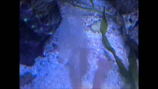 Breeding of my Chelidonura varians (Blue Velvet Nudibranch) 14-05-2013