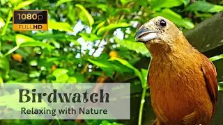 Birding at Home - Colorful Birds Singing and Nature Sounds