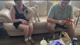 Murphy&rsquo;s Niece Reunion: Couch Chaos & Tail Wags! #PugLife #PugLove #DogReunion #PugJoy #FamilyVisit