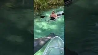 GENTLE GIANT Manatee Swims Under a CLEAR KAYAK! 🛶❤️ | Magical Wildlife Encounter!