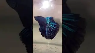 Black Orchid Male Fighter Fish Important Betta #fish #fishlover