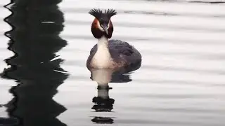 Pūteketeke - Bird of the Century!