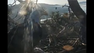 Big Bear Eagles ~ INCREDIBLE Footage Of Simba's 1st Flight To Nest! Breakfast with Mom!!! 7.26.19