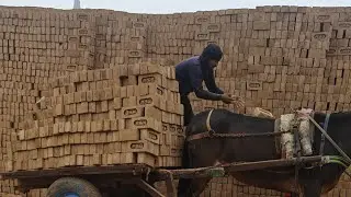 Brick Bhatta Pe kam 🧱🧱🧱🧱...@Parveenvlogs1995  #villagelife #villagers #haryanvi #hardwork #newpost #