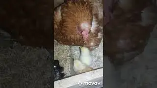 Безбашенная цыпа.
