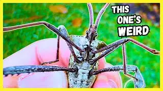 Meet the Mysterious Leaf-Footed Bug!