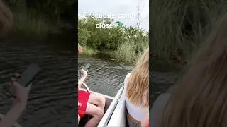 everglades Airboat tour. Alligator come close 🐊🐊🐊🐊🐊🐊🐊🐊🐊🐊 #florida #everglades #alligator #