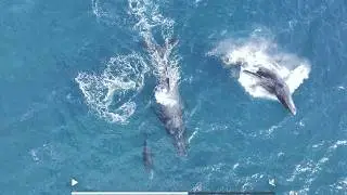 Humpback Whales MAUI - Mom, Calf & Escort Playing - Breaches, Tail & Fin Slaps | Various Drone Shots