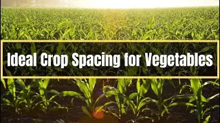 Ideal Crop Spacing for Vegetable Crops | Vegetable spacing - Agriculture and Technology