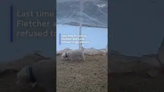 Dogs didn't want to go outside in the snow. See owner's solution.