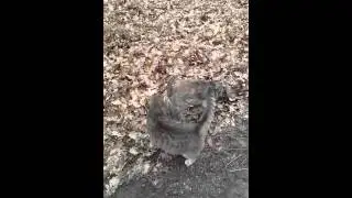 R&uuml;de Lumpi und Kater Egon, eine kleine M&auml;nnerfreundschaft