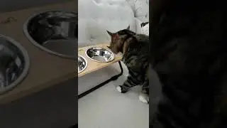 Elevated Cat Bowls Stand   Realyoo Raised Cat Food Bowls Review, It's a Hit with the Cats