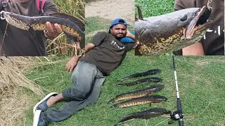 Snake head Fish Hunting video 🎥big sanke.shikar