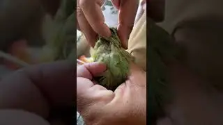 Give medicine for mites&hellip; Medicine name (Scatt)