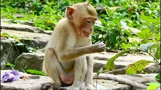 POOR ORPHAN MONKEY RYA SO QUIET AND HUNGRY.