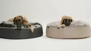 Everything about the XXL luxury Pet Bed by ambient lounge is BIG ...
