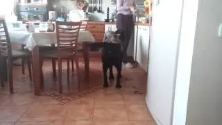 Cat riding a dog