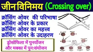 जीन विनिमय (Crossing over) in hindi |gene vinimay in hindi |क्रासिंग ओवर के प्रकार, उदाहरण और महत्व