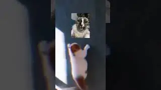 Gymcat #funny #cat #gym #motivation