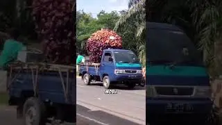 Sawit Terbesar Di Dunia untuk karnaval #pertaniansawit