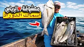 كفاح البحار: رحلة صيد سمك دوراد🐟 وسمك الشرغو وأنواع مختلفة بي تقنية البلانكري 🌞
