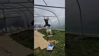 Fun in the new tunnel 🤣🐕