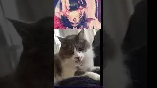 Utami plus cats | #utamimuse on #Twitch