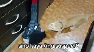 sino kaya Ang suspect? may #meow na nagkalkal na Naman Ng damitan ko 