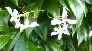 Star Jessamine  - Trachelospermum jasminoides - Sm&aacute;bl&oacute;ma Stj&ouml;rnujasm&iacute;n - Bl&oacute;mstrandi runnar