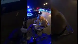 Dog drives shopping cart 🛒 😱 #dogfunnyvideos #runningfromcops #trynottolaugh  #real #nbayoungboy