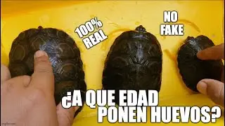 ¿a que edad pone huevos mi tortuga?