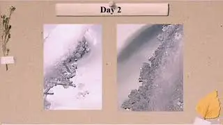 How To Grow NaCl (Salt) Crystal || Home Experiment || DIY FCC Crsytal
