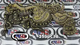 25bpC18 fm Clown Enchi Het Hypo  x m Axanthic VPI hypo het clown